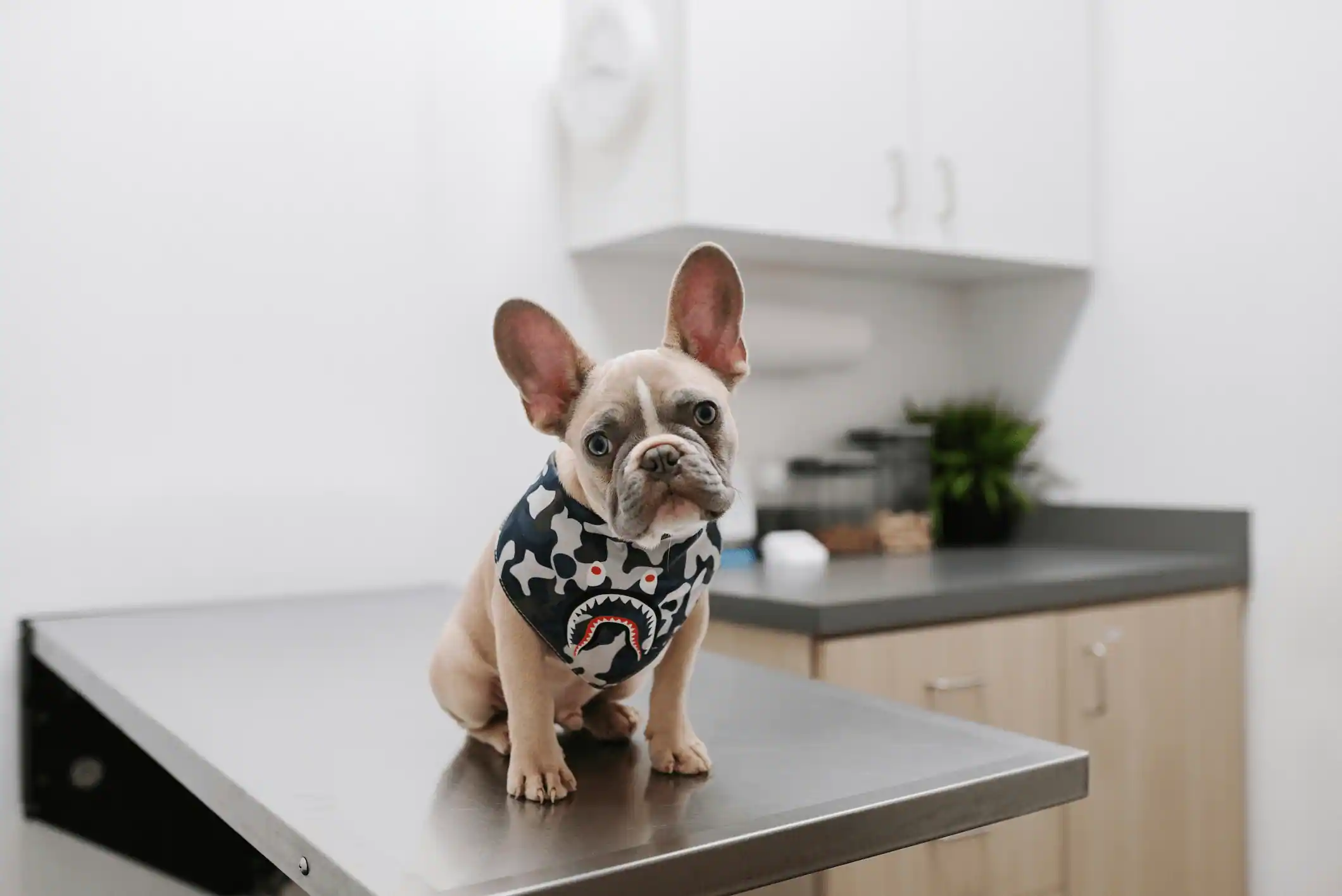 Veterinário